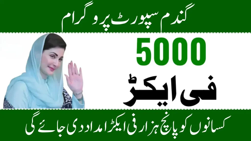 Wheat Support Program 2025 A Complete Guide for Pakistani Farmers