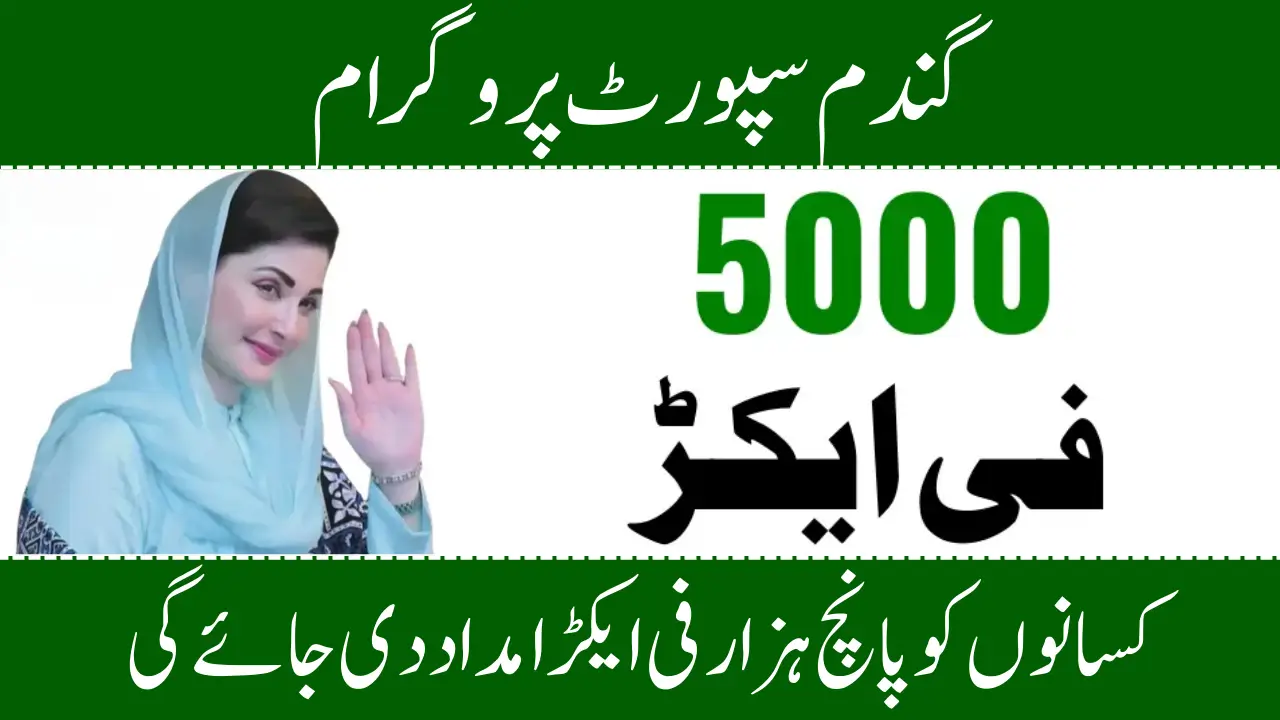 Wheat Support Program 2025 A Complete Guide for Pakistani Farmers